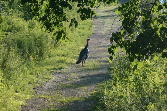 Cowling Arboretum at Carleton College