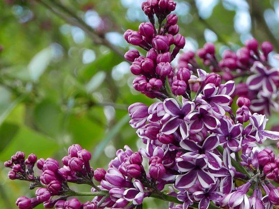 Hulda Klager Lilac Gardens
