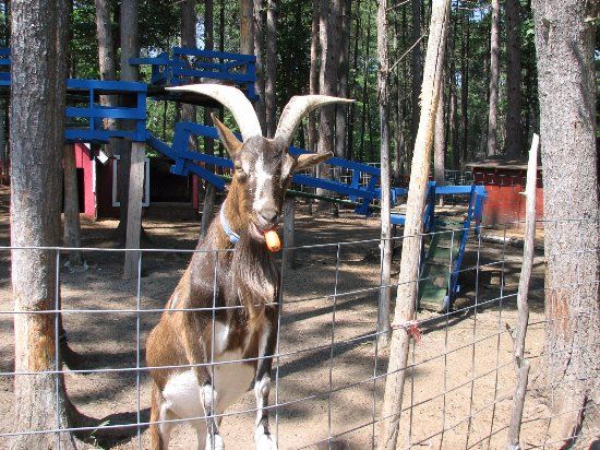 Pete's Petting Zoo