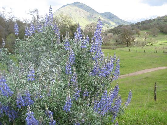 Squaw Valley Herb Gardens