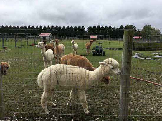 Silver Fox Farm Alpacas
