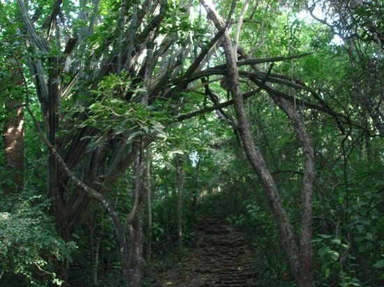 The Nairobi Arboretum