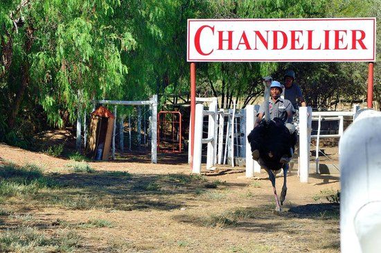 Chandelier Game Lodge & Ostrich Show Farm