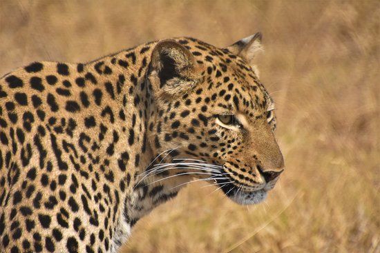 Moholoholo Wildlife Rehabilitation Centre