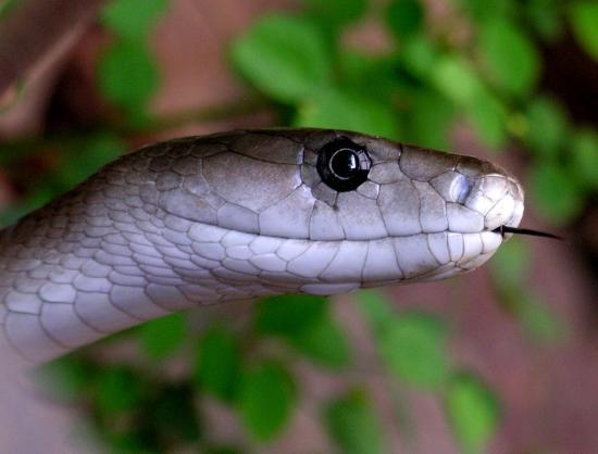 Kinyonga Reptile Center