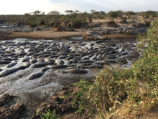 Serengeti Hippo Pool