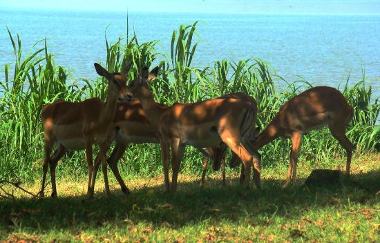 Kisumu Impala Sanctuary