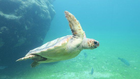 Observatoire des tortues marines Kélonia
