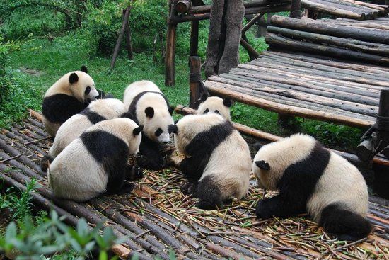 Centro di Ricerca e Allevamento dei Panda Giganti di Chengdu