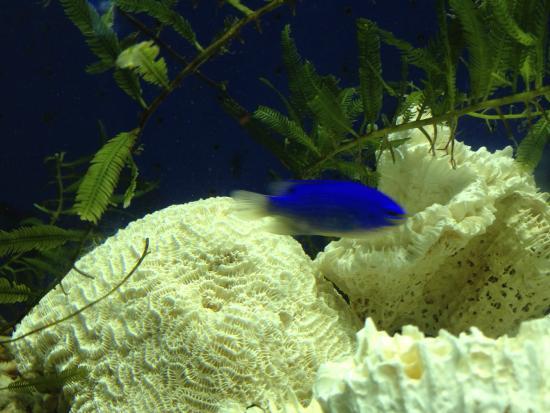 Xin'ao Underwater World