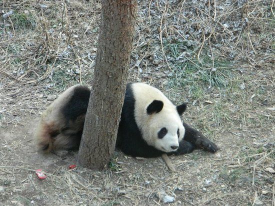 Nanjing Hongshan Forest Zoo