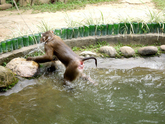 Chiang Mai Monkey Centre