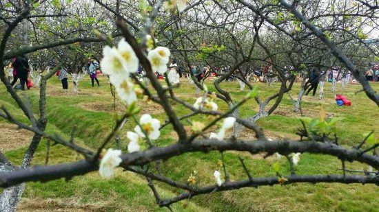 Luogang Hornsey Park