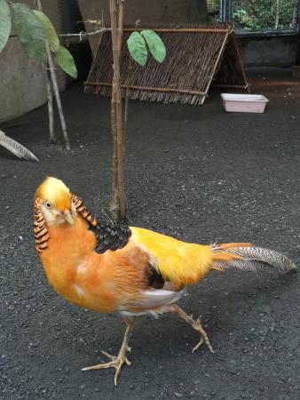 Fenghuanggu Bird and Ecological Park