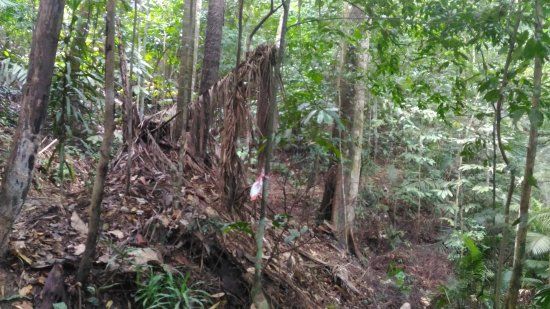 Kota Damansara Community Forest Reserve