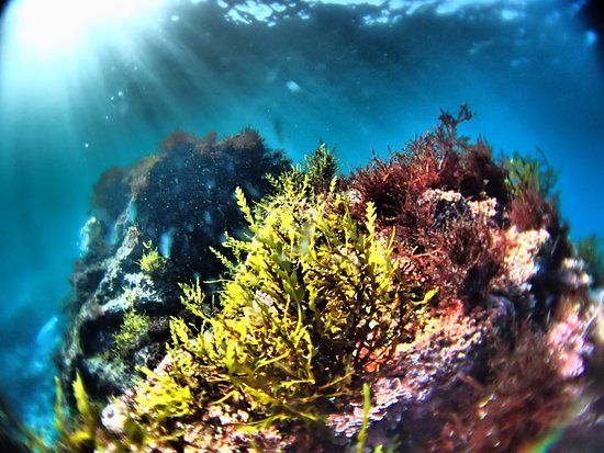 Izu Oceanic Park Diving Center