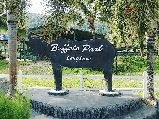 Buffalo Park