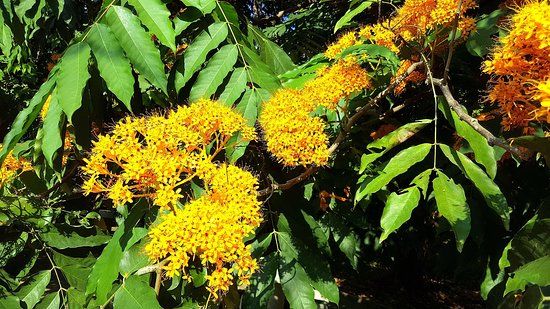 Tropical Flower and Plants Garden