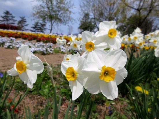 Minamiyatsugatake Hananomori Park
