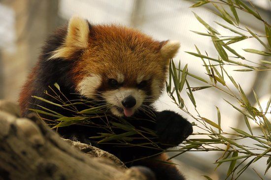 Kōbe Animal Kingdom