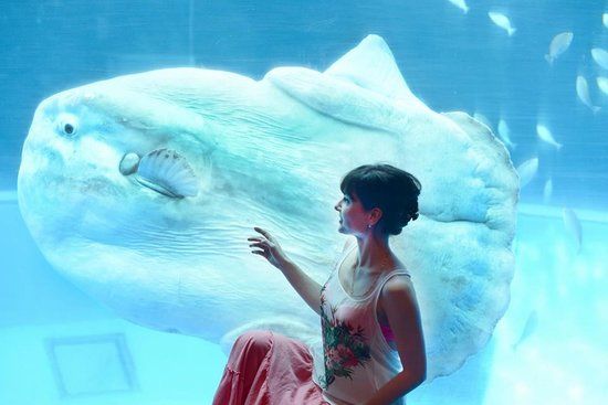 Yokohama Omoshiro Aquarium