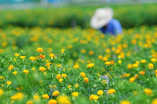 Safflower Field of Takase