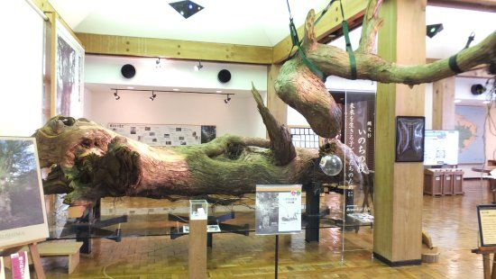The Yakushima World Heritage Conservation Center