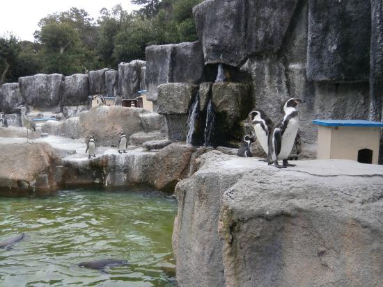 Hama Zoo
