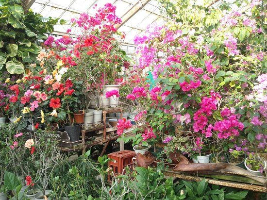 Shimokamo Tropical Botanical Gardens