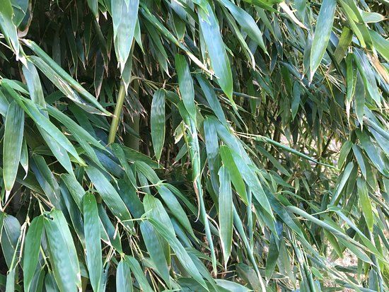 Toyano Sakasadake no Yabu