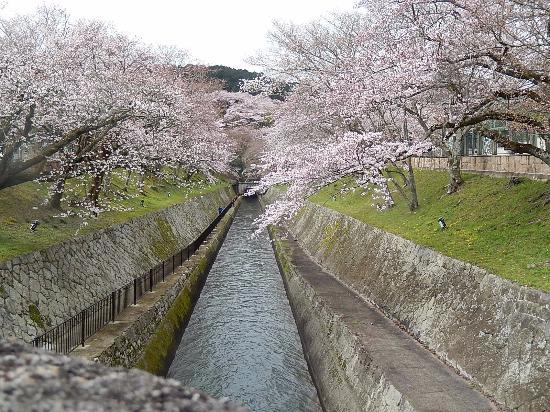Lake Biwa Sosui-no Sakura