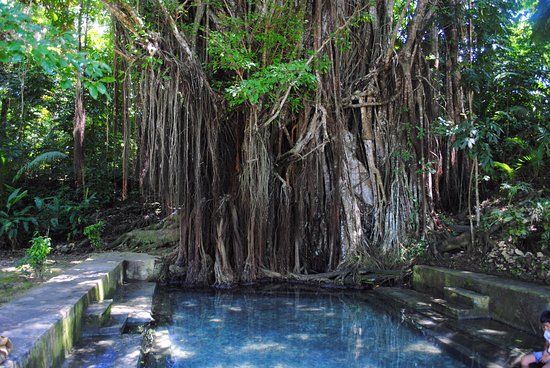 Century Old Balete Tree