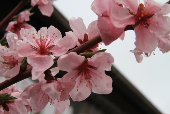 Misaka Togenkyo Park