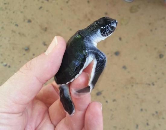 Sea Turtle Protection Association