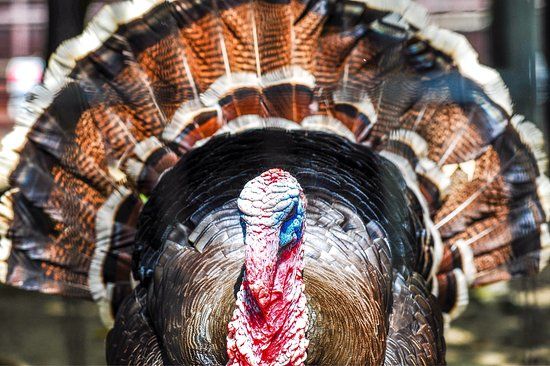 Kurume City Bird Center