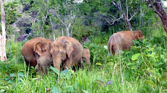 Entrance Hurulu Eco Park
