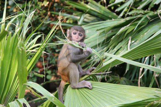 Nanwan Monkey Island