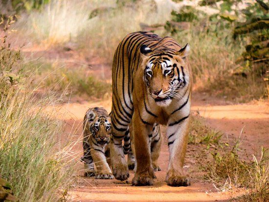 Tadoba-Andhari Tiger Reserve