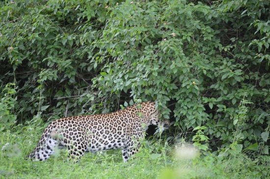 Bandipur National Park and Tiger Reserve