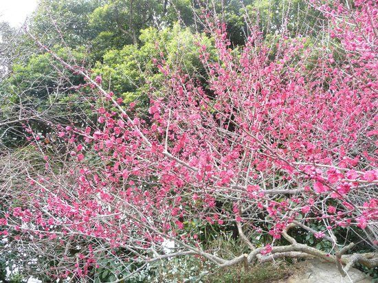 Ume Tree Parks
