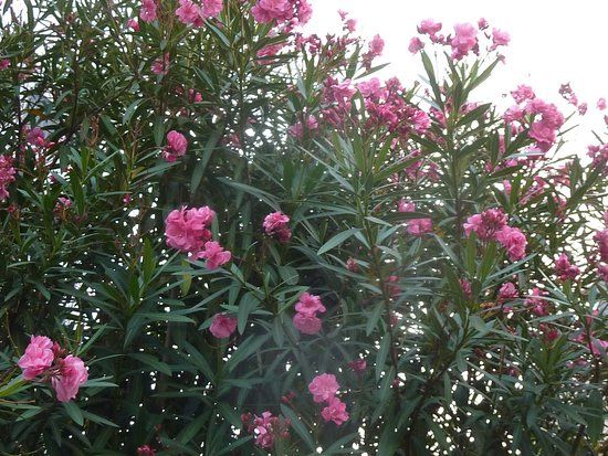 Funabashi City Culture Hall