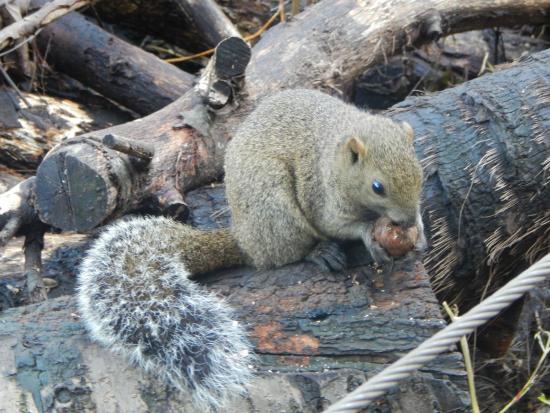 Machida Squirrel Garden