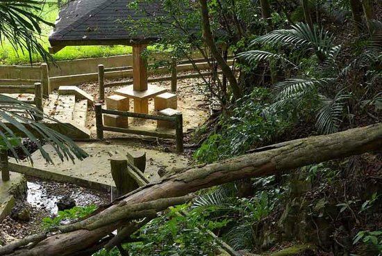 Kannna Yoriage Green Forest Park