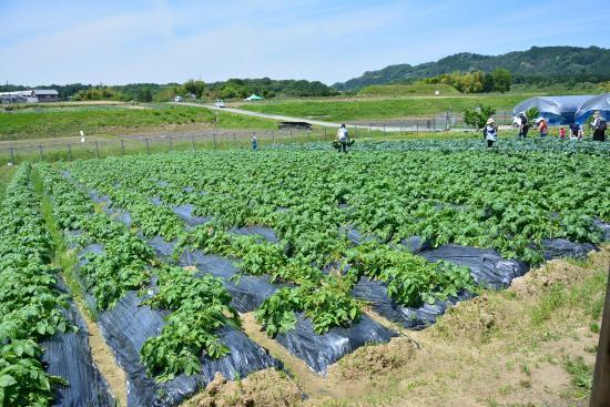 Tondabayashi Savor Farm
