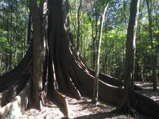 Wingham Brush Nature Reserve