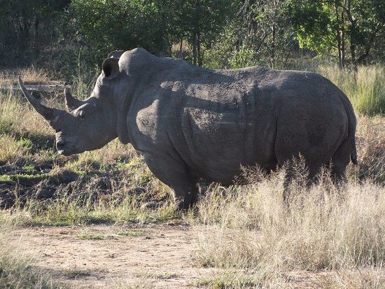 Hlane Royal National Park