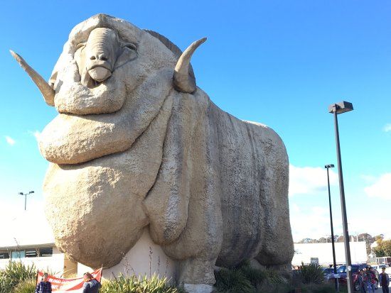 The Big Merino