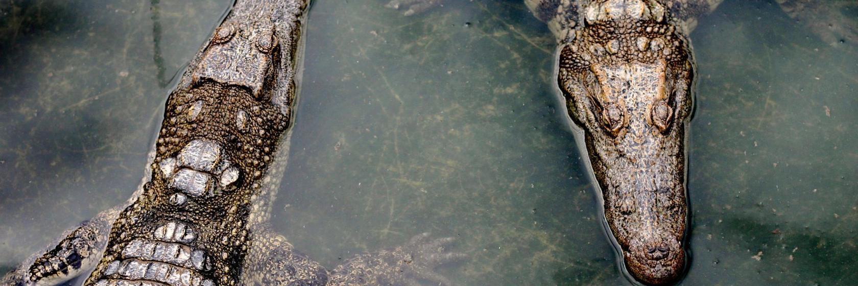 Thaketa Crocodile Farm