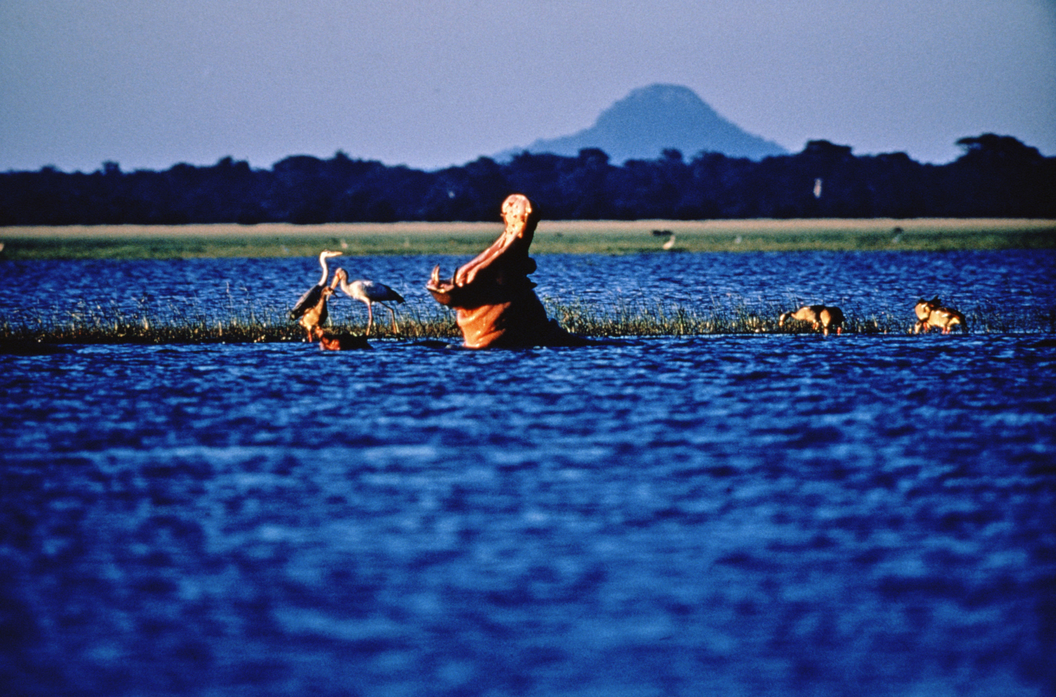 Gorongosa National Park