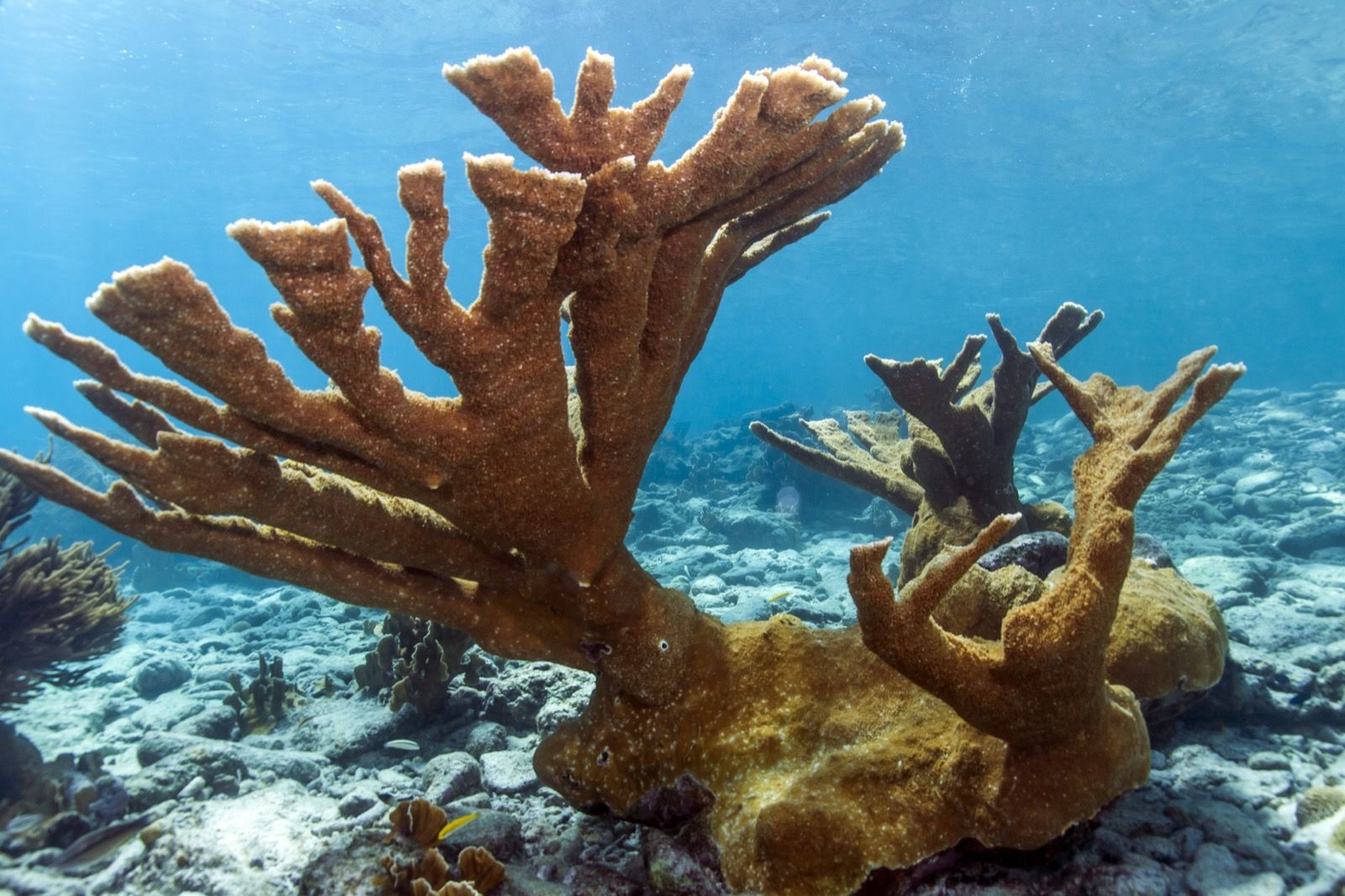 Bonaire National Marine Park